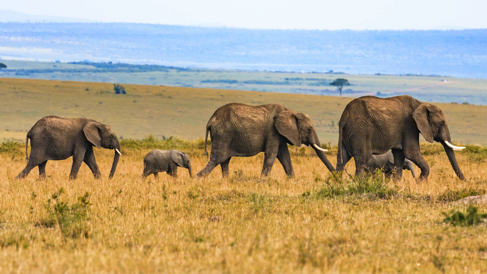 Safari